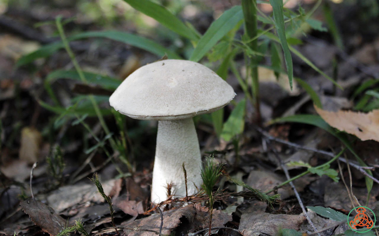 Подосиновик белый - Leccinum percandidum - Грибы Уломы Железной